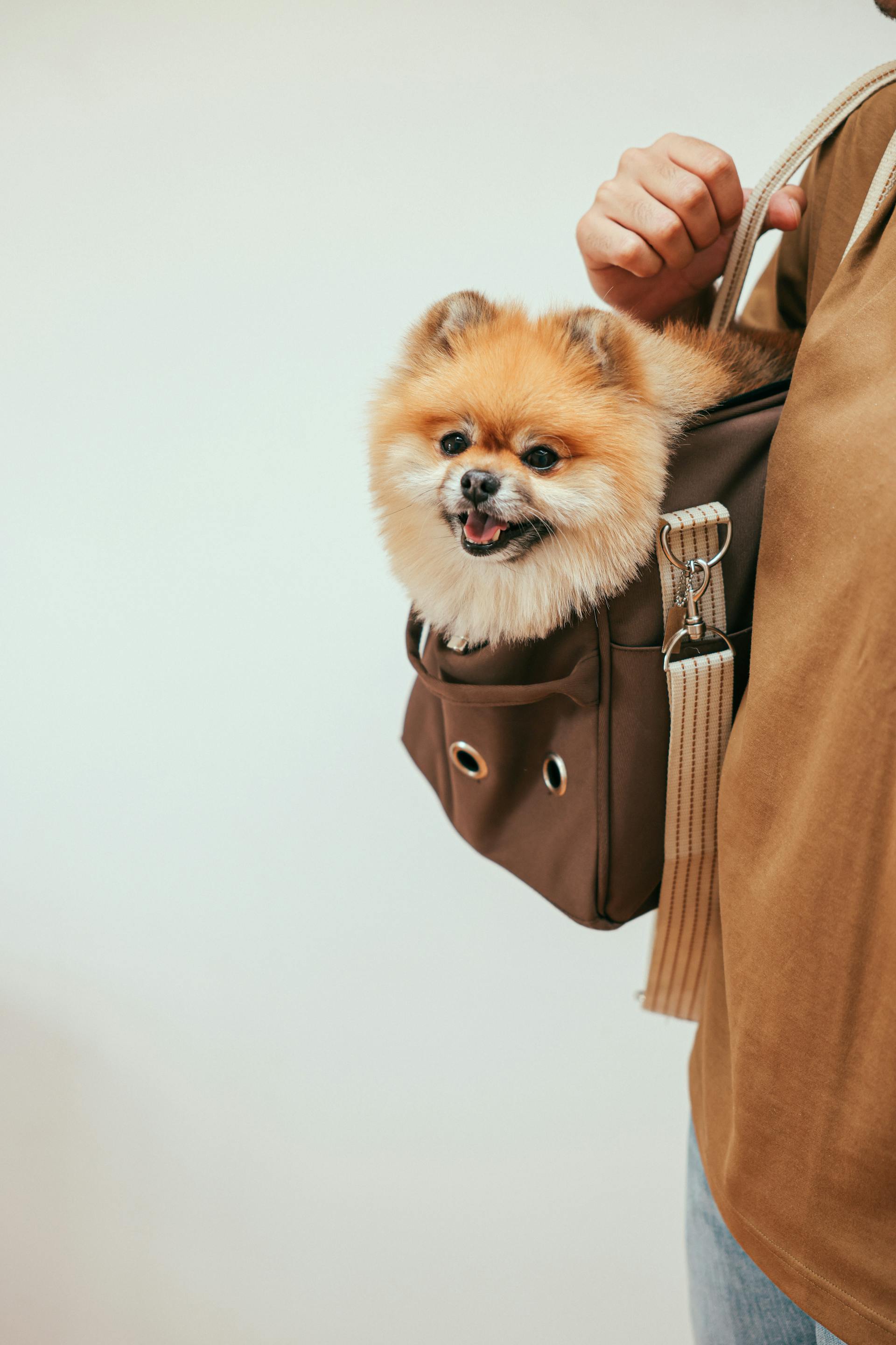 A person carrying a dog in a bag | Source: Pexels